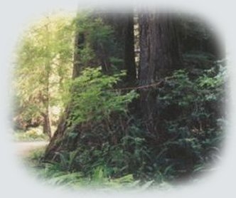 Redwoods in northern California