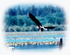 Bald Eagle at the Klamath Lake Wetlands not far from 
Gathering light ... a retreat: tree houses, treehouses, the cottage, cabins. gathering light, a retreat offering cabins near crater lake national park and klamath basin birding trails in southern oregon. cabins, tree houses, rv camping and vacation rentals in the forest on the river near crater lake national park and klamath basin birding trails.