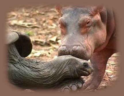 hippo and mama papa in kenya. much of life can never be explained but only witnessed. inspirational writings promoted by brad kalita, founder of gathering light ... a retreat located in southern oregon near crater lake national park and klamath basin birding trails. the retreat offers cabins, tree houses, vacation rentals and rv camping all within easy driving distance of crater lake national park and klamath basin birding trails.