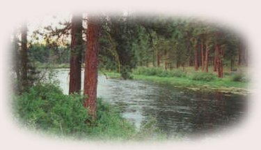 hiking up river from gathering light ... a retreat: tree houses, treehouses, the cottage, cabins, rv camping, vacation rentals located in southern oregon near crater lake national park and klamath basin birding trails.