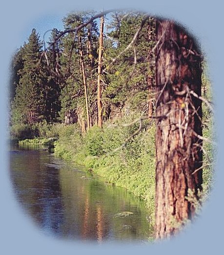 
tree houses, treehouses, the cottage, cabins at gathering light, a retreat offering cabins near crater lake national park and klamath basin birding trails in southern oregon. cabins, tree houses, rv camping and vacation rentals in the forest on the river near crater lake national park and klamath basin birding trails.