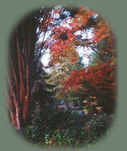 tree houses, treehouses, the cottage and cabins located in southern oregon near crater lake national park and klamath basin birding trails. cabins at the retreat in the forest on the river near crater lake national park and klamath basin birding trails.