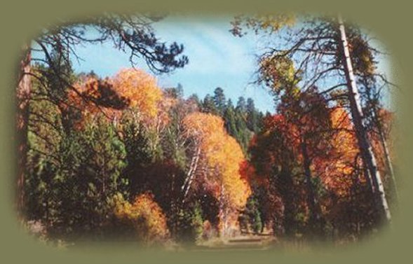 chiloquin ridge road, a county road that turns into a forest road to travel through the winema national forest, through chiloquin ridge.