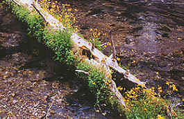 fort creek near the south eastern entrance to crater lake national park.