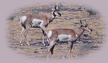 antelopes photographed in the high desert of central oregon.