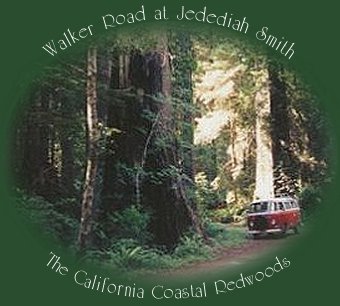 walker road at jedediah smith redwoods sate park in the coastal redwoods of california.