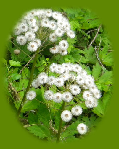 Wild flowers growing along the wild and scenic umpqua river, drive off the rogue umpqua scenic byway, to the trailhead for the medicine creek hiking trails along the north umpqua river.