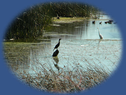 wood river wetlands birding trail near gathering light in southern oregon near crater lake national park: cabins, tree houses in the forest onn the river.