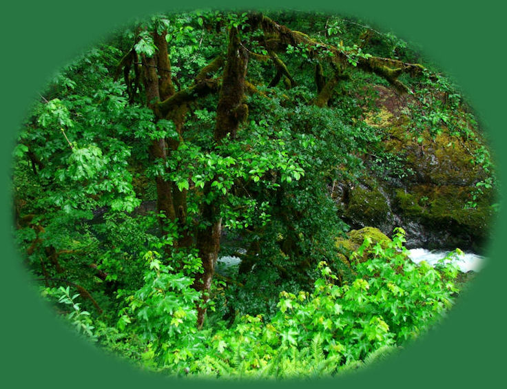 the south santiam river on the over the river and through the woods scenic byway in the willamette national forest in the cascade mountains of oregon.