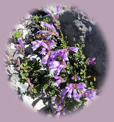 wild flowers blooming on one of many hiking trails in oregon.  enjoy hiking the north umpqua trail in the umpqua national forest; camping in the umpqua national forest and hiking trails to waterfalls in the wild and scenic umpqua river watershed: brice creek waterfalls, moon waterfalls, pinard waterfalls, spirit falls; hiking trails off the Rogue Umpqua Scenic byway on the wild and scenic umpqua river in the umpqua national forest: toketee waterfalls, watson falls hiking trails, fall creek falls, susan creek day use area, susan creek hiking trails, susan creek campgrounds off the rogue umpqua scenic byway, toketee campgrounds off the rogue umpqua scenic byway, lemolo campgrounds off the rogue umpqua scenic byway, diamond lake campgrounds, boulder creek campgrounds, canyon creek campgrounds, umpqua national forest campgrounds, clearwater falls campgroud, island campgrounds, lake in the woods campgrounds, bogus creek campgrounds, apple creek campground, steamboat falls campground, williams creek and eagle rock campgrounds, horseshoe bend and canton creek campgrounds, devil's campground on cow creek, cedar creek campground on brice creek, rujada campground on layng creek, whitehorse falls and clearwater falls campgrounds, susan creek waterfalls, north umpqua river, south umpqua river, umpqua river hiking trails accessed off the rogue umpqua scenic byway, forest service campgrounds, blm campgrounds, cavitt creek recreation area, deadline falls, steelhead in the umpqua river, angling, hiking trails to lemolo waterfalls, clearwater waterfalls, whitehorse waterfalls, clearwater river, toketee lake, umpqua hot springs, steamboat creek waterfalls, warm springs waterfalls, lemolo lake; hiking trails on the little river in the umpqua river watershed in the umpqua national forest: wolf creek waterfalls, grotto falls, hemlock waterfalls, hemlock lake, cavitt creek waterfalls, recreation area, shadow waterfalls, yakso waterfalls; hiking trails on the south umpqua river watershed: south umpqua waterfalls, campbell waterfalls, hiking trails in theboulder creek wilderness area, hiking trails in the mt thielsen rogue umpqua divide wilderness area, cathedral waterfalls off the south umpqua river; hiking trails in the row river watershed: moon, spirit and pinard waterfalls.