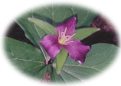 wildflowers: trillium blooming in the cascade mountains and coast range of oregon: travel oregon in the willamette national forest in the cascade mountains in oregon - the west cascades national scenic byway, one of many scenic byways in oregon, along wild and scenic rivers, through old growth forests, hike the many hiking trails in wilderness areas in beautiful oregon.